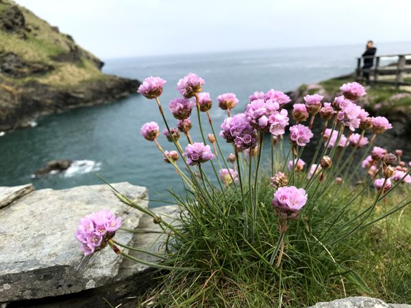 Ruhige Stimmung am Meer mit Blümchen und Wiese. Ruhige Stimmung am Meer mit Blümchen und Wiese.