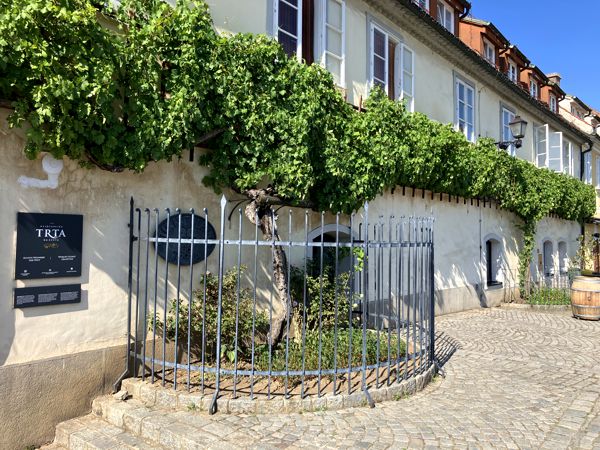 Die älteste Weinrebe der Welt ist über 400 Jahre alt. Die älteste Weinrebe der Welt ist über 400 Jahre alt.