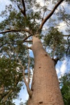 ... umgeben von riesigen Baumriesen (Spotted Gum tree).