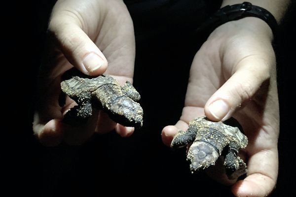 10 Tage alte Schildkrötenbabies am Mon Repos Beach auf dem Weg in den Ozean. 10 Tage alte Schildkrötenbabies am Mon Repos Beach auf dem Weg in den Ozean.