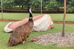 Ein Emu im Streichelzoo macht eine Pause.