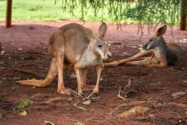 Die Eastern Grey Kangaroos sind etwas kleiner, aber nicht weniger fotogen. Die Eastern Grey Kangaroos sind etwas kleiner, aber nicht weniger fotogen.