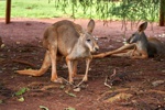 Die Eastern Grey Kangaroos sind etwas kleiner, aber nicht weniger fotogen.