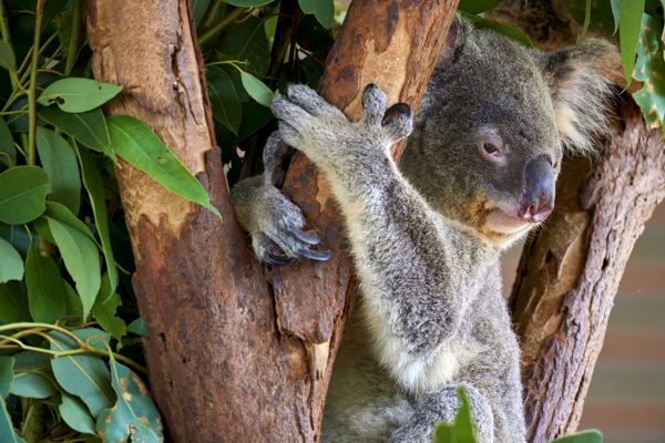 Koalas schlafen bis zu 19 Stunden pro Tag, weil das Futtern so anstrengend ist. Koalas schlafen bis zu 19 Stunden pro Tag, weil das Futtern so anstrengend ist.
