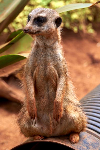 Erdmännchen / Meerkats wachen, dass niemand zu nahe kommt. Erdmännchen / Meerkats wachen, dass niemand zu nahe kommt.