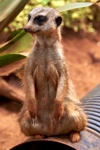 Erdmännchen / Meerkats wachen, dass niemand zu nahe kommt.