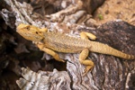 Die gelblichen Bartagame mit vielen Stacheln sonnen sich auf einem Holzstamm.