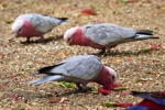 Die Galahs naschen am Nektar der Blühten auf dem Boden.