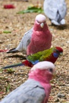 Die großen rosa-weiße Galahs mit einem rot-blaue Crimson Rosella.