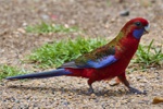 Ein Crimson Rosella spaziert zu meinen Füßen entlang.