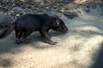 LPKS - Ein Tasmanischer Teufel erkundet sein Revier.