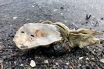 Austern am Strand von Vrångö. Austern am Strand von Vrångö.