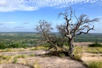 Ein kahler Baum auf dem Gipfel des Enchanted Rock.