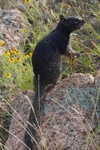 Ein Black Squirrel auf der Suche nach Futter.