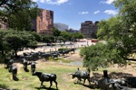 Pioneer Plaza - Cattle Drive in Dallas IV.
