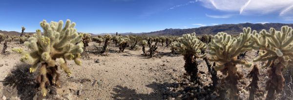 Cholla Cactus Garden im Joshua Tree Nationalpark am Rande der Colorado-Wüste.