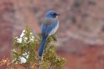 Ein blauer Scrub Jay am Rande der Schlucht auf einem verschneiten Nadelbaum.