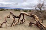 Einer von zahlreichen vertrockneten Baumstämmen in den Mesquite Flat Sand Dunes.