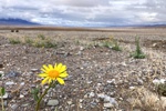 Viele kleine Gelbe Wüstensonnenblumen (Geraea) erblühen nach dem Regen im Death Valley.