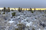 Sonnenuntergang mit Schnee auf den Joshau Trees und in der Wüste.