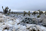 Ein seltener Anblick - Joshua Trees im Winter. 