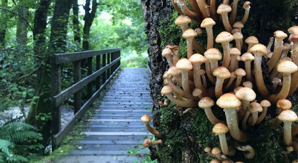 Wilde Natur über reisende Flüsse und Pilze in allen Formen und Größen überall.