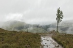 Wilde Landschaft und ein einsamer Baum auf dem Mam Carraigh (325 m).
